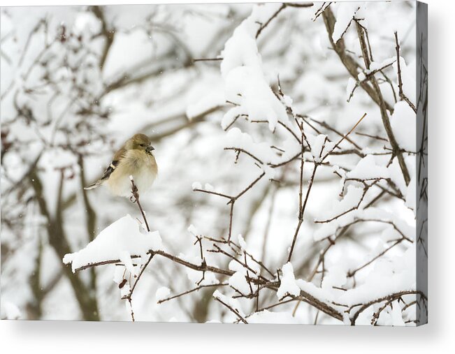 Jan Holden Acrylic Print featuring the photograph American Goldfinch by Holden The Moment