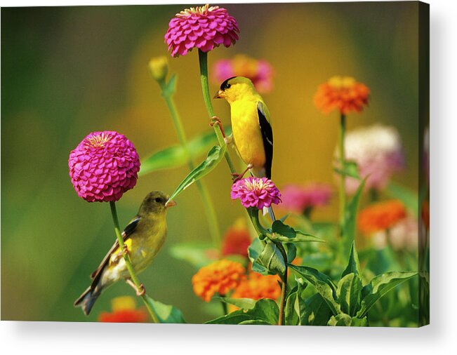 American Goldfinch Acrylic Print featuring the photograph American Goldfinches (carduelis Tristis by Richard and Susan Day