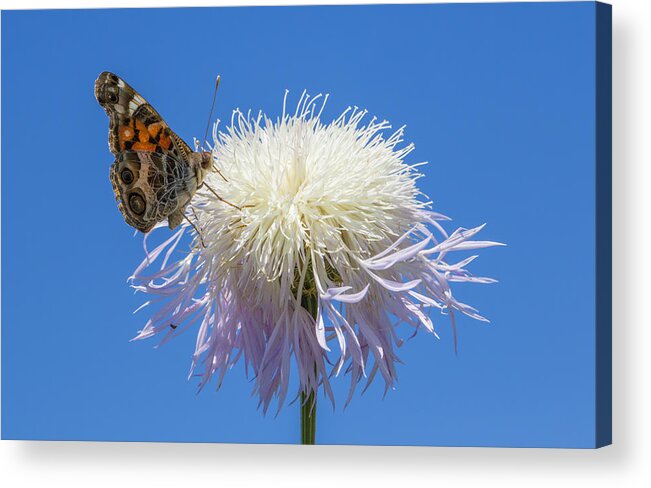 Butterfly Acrylic Print featuring the photograph American Painted Lady on Basket-Flower by Steven Schwartzman