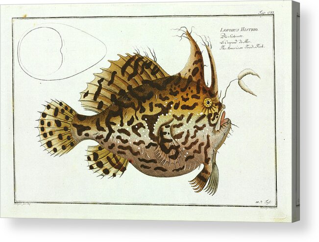 Actinopterygii Acrylic Print featuring the photograph American Toad-fish by Natural History Museum, London