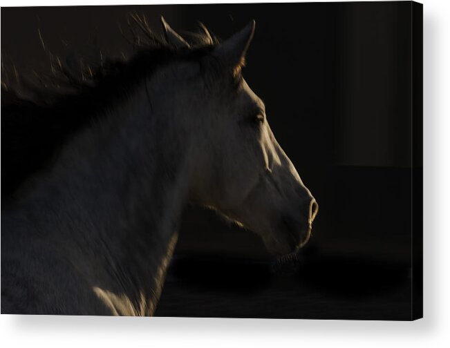 Andalusia Acrylic Print featuring the photograph Americano 18 by Catherine Sobredo