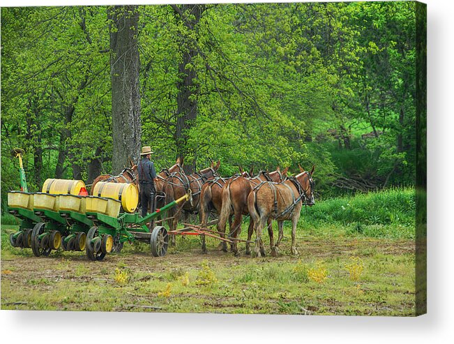 Amish Acrylic Print featuring the photograph Six Mule Team by Dyle  Warren