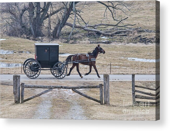 Amish Acrylic Print featuring the photograph Amish Horse and Buggy March 2013 by David Arment