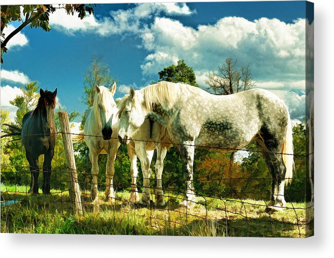 Amish Acrylic Print featuring the photograph Amish work horses by Dick Wood