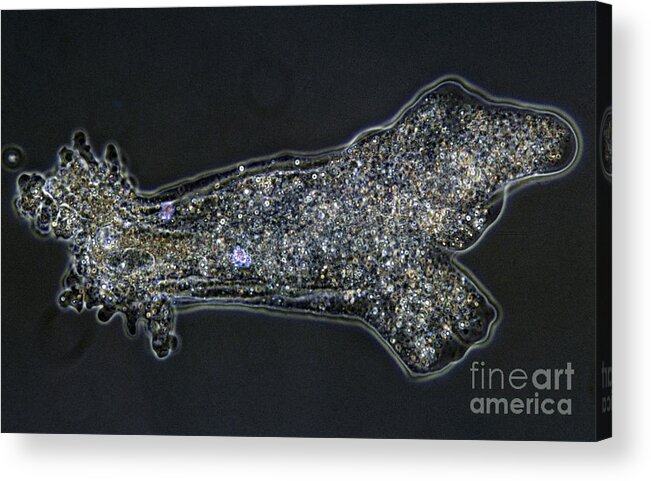 Horizontal Acrylic Print featuring the photograph Amoeba Proteus by De Agostini Picture Library
