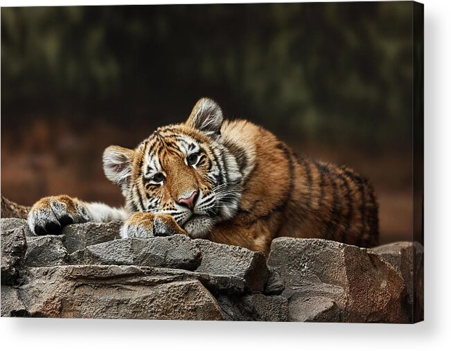 Amur Tiger Cub Acrylic Print featuring the photograph Amur Tiger Twin by Theo OConnor