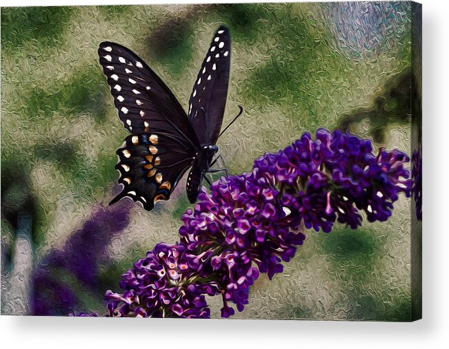 Black Butterflies Acrylic Print featuring the photograph An afternoon visitor by Jeff Folger