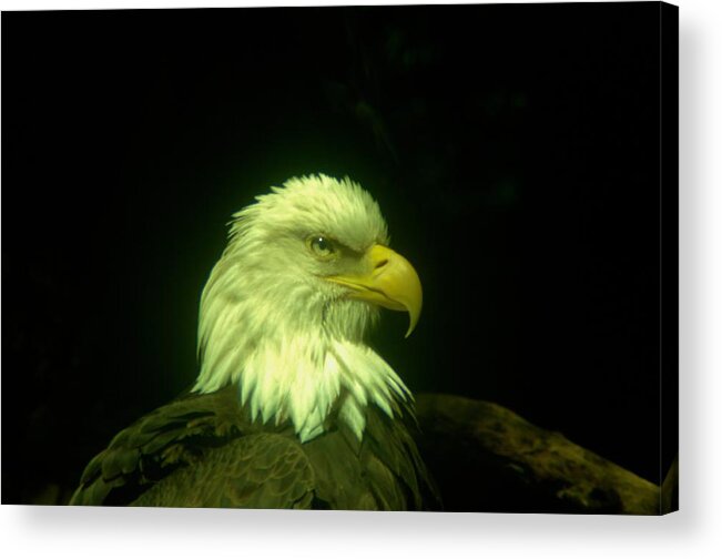 Eagles Acrylic Print featuring the photograph An Eagle Portrait by Jeff Swan