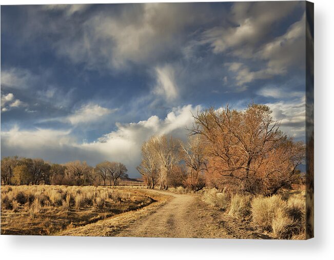 Bishop Acrylic Print featuring the photograph An Evening Walk by Michele Cornelius