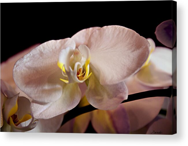 Orchid Acrylic Print featuring the photograph The Lisa Orchid by Renee Anderson