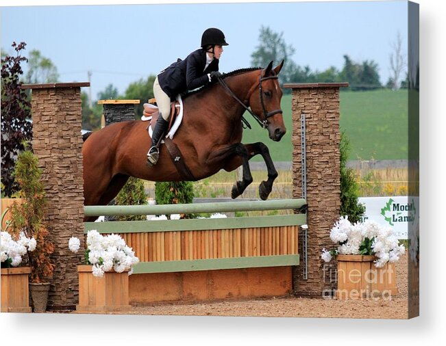 Horse Acrylic Print featuring the photograph An-s-hunter5 by Janice Byer