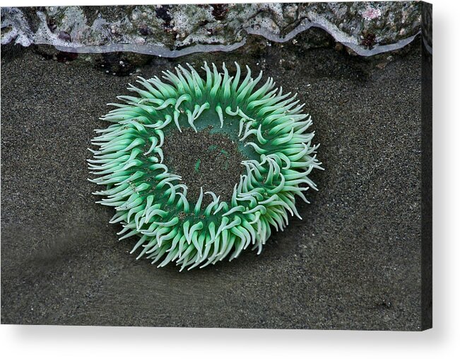 Olympic National Park Acrylic Print featuring the photograph Anemone by Paul Schultz
