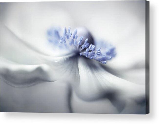 Anemone Acrylic Print featuring the photograph Anemone Spirit by Mandy Disher