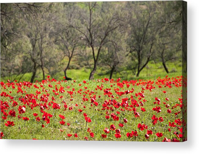 Blossom Acrylic Print featuring the photograph At Ruchama forest Israel by Dubi Roman