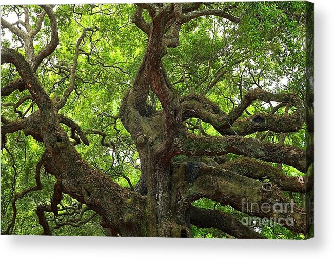 Angel Oak Acrylic Print featuring the photograph Angel Oak Branches by Adam Jewell