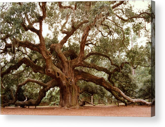 Trees Acrylic Print featuring the photograph Angel Oak SC by Jean Wolfrum