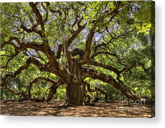 South Carolina Acrylic Print featuring the photograph Angel Oak Tree by Cathy Alba