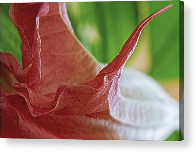 Angel Wing Acrylic Print featuring the photograph Angel Wing by Gary Holmes