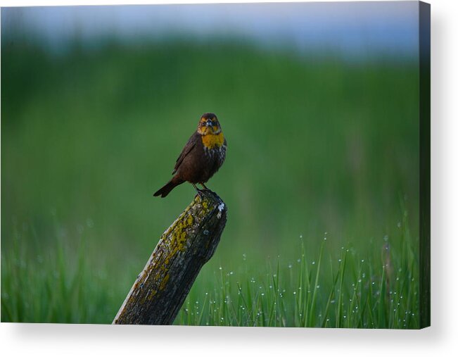 Yellowheaded Blackbird Acrylic Print featuring the photograph Angry Bird by Whispering Peaks Photography