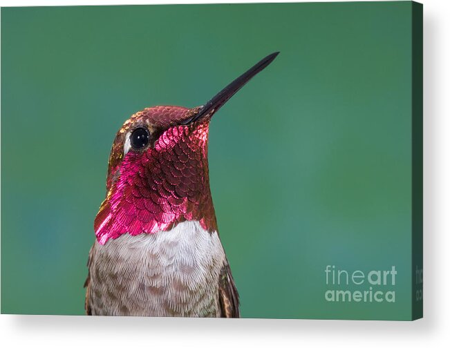 Fauna Acrylic Print featuring the photograph Annas Hummingbird by Anthony Mercieca