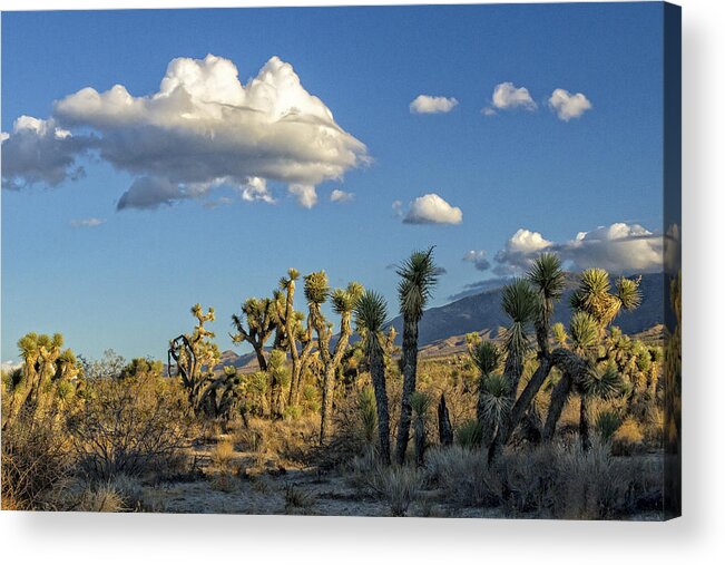 Antelope Valley Acrylic Print featuring the photograph Antelope Valley Joshua Trees 2 by Jim Moss
