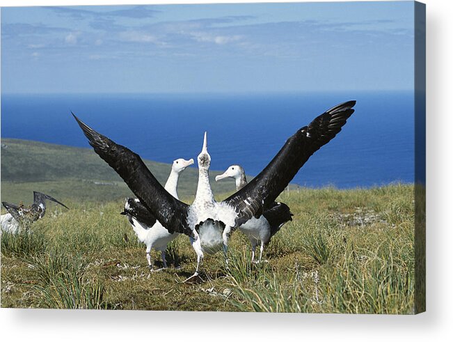 Feb0514 Acrylic Print featuring the photograph Antipodean Albatross Courtship Display by Tui De Roy