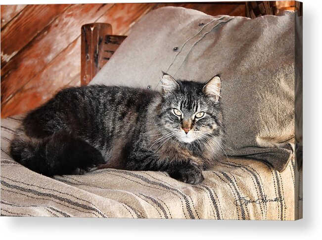 Kitty Acrylic Print featuring the photograph Antiquity Kitty by Sylvia Thornton