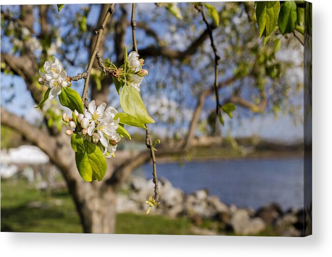 Landscape Acrylic Print featuring the photograph Apple Blossoms by the Hudson River by Marianne Campolongo