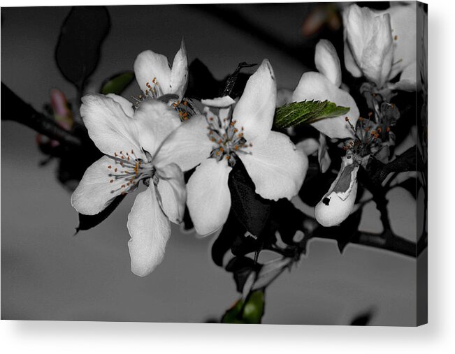 Green Acrylic Print featuring the photograph Apple BLossoms by David Yocum