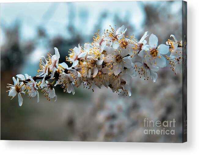 Apple Flowers Acrylic Print featuring the photograph Apples Blooming by Robert Bales