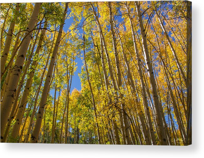 Aspen Acrylic Print featuring the photograph Apsen Canopy by Aaron Spong
