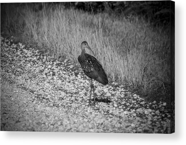 Limpkin Acrylic Print featuring the photograph Aramus guarauna by Christopher Perez