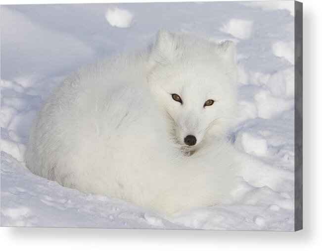 Feb0514 Acrylic Print featuring the photograph Arctic Fox Resting Churchill Canada by Matthias Breiter