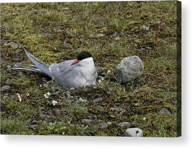  Arctic Tern Acrylic Print featuring the photograph Arctic Tern Nesting by Brian Kamprath