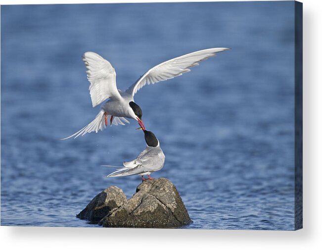 Flpa Acrylic Print featuring the photograph Arctic Terns Courtsing Outer Hebrides by Dickie Duckett