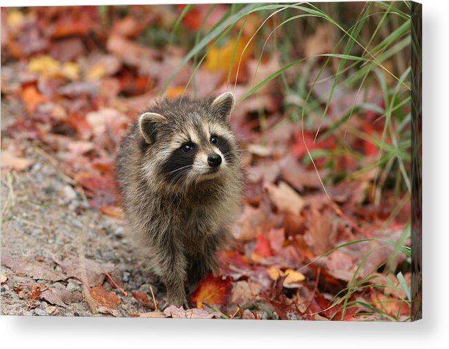 Baby Racoon Acrylic Print featuring the photograph Are you my mother by David Barker