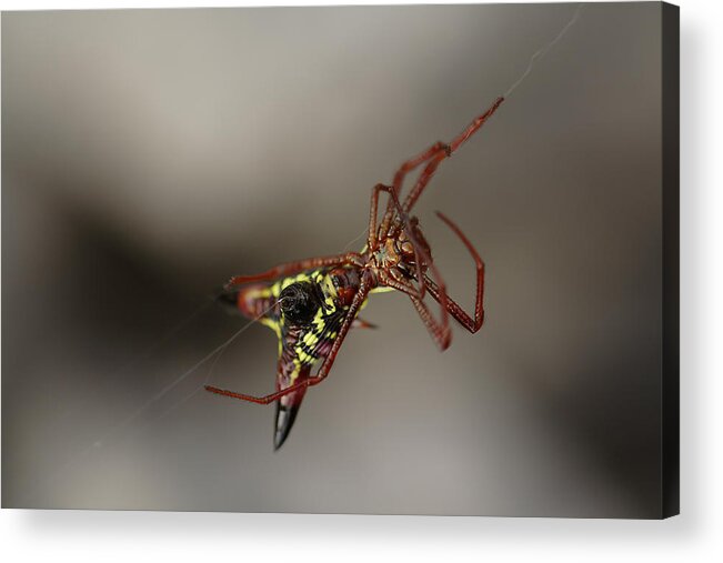 Arrow-shaped Micrathena Spider Starting A Web Acrylic Print featuring the photograph Arrow-Shaped Micrathena Spider Starting A Web by Daniel Reed