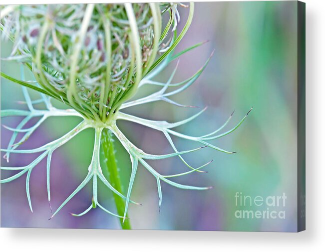 Wildflower Photography Acrylic Print featuring the photograph Artsy Pastal Wildflower by Gwen Gibson