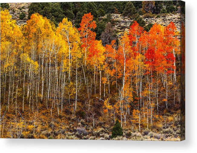 Aspen Grove Acrylic Print featuring the photograph Aspen Grove by Wes and Dotty Weber