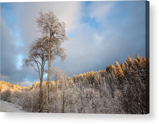 Landscape Acrylic Print featuring the photograph Aspen in Blue by David Andersen