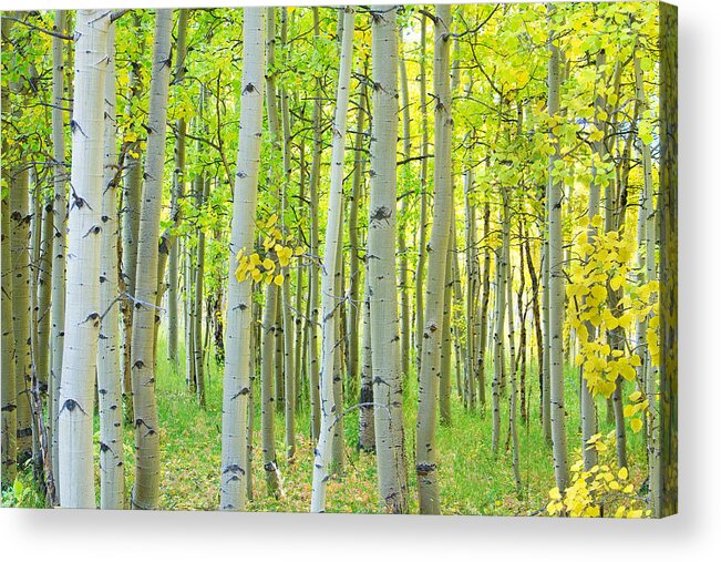 Aspens Acrylic Print featuring the photograph Aspen Tree Forest Autumn Time by James BO Insogna