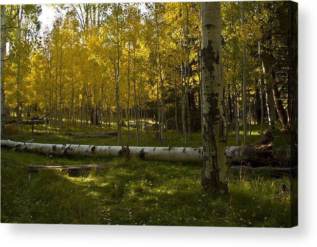 Aspens Acrylic Print featuring the photograph Aspens 4619 by Tom Kelly