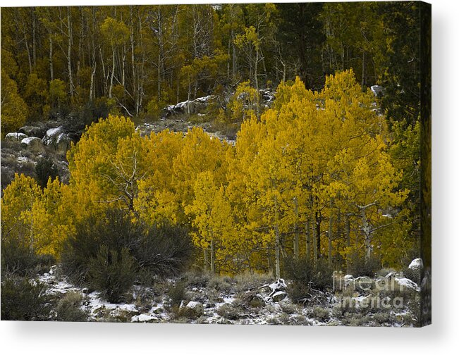 Quaking Aspen Acrylic Print featuring the photograph Aspens In Snow by John Shaw