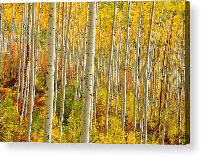 Aspen Trees Acrylic Print featuring the photograph Aspens In The Colorado Rockies by John Hoffman