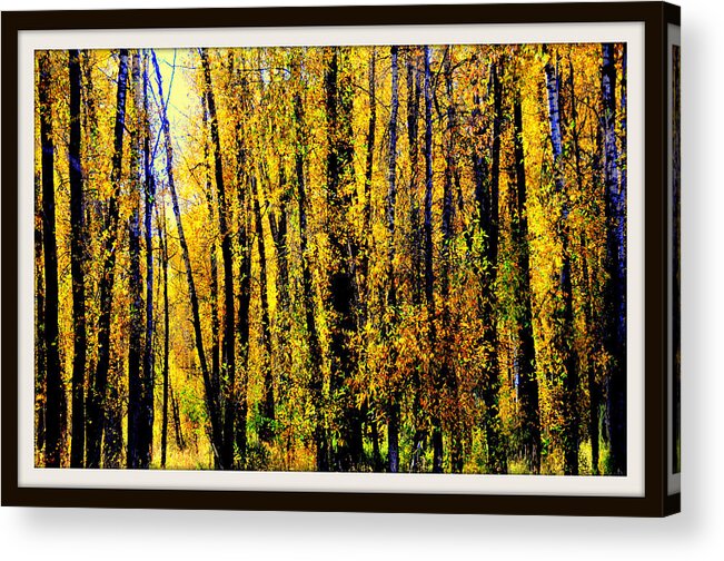 2008 Yellowstone Park Acrylic Print featuring the digital art Aspens in Yellowstone National Park by Aron Chervin