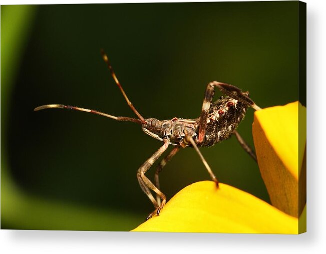 Assassin Bug Acrylic Print featuring the photograph Assassin Bug by Mike Farslow