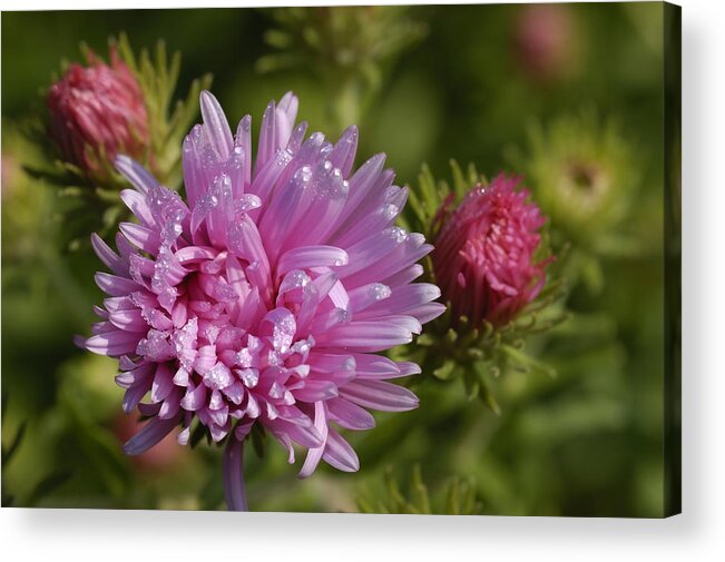 Aster Acrylic Print featuring the photograph Aster by Matthias Hauser