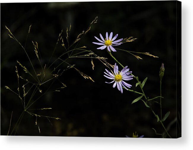 Asters Acrylic Print featuring the photograph Asters in Woodland Light by Michael Dougherty