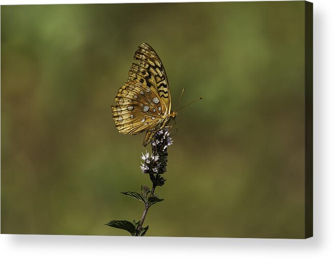Great Spangled Fritillary Acrylic Print featuring the photograph At Home by Thomas Young