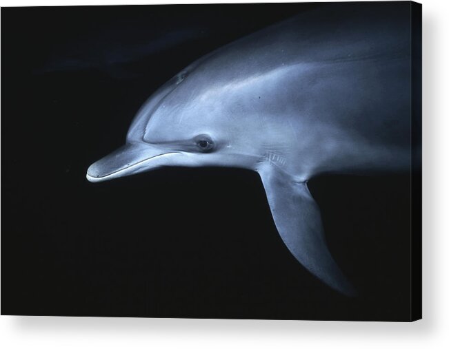 Feb0514 Acrylic Print featuring the photograph Atlantic Spotted Dolphin Juvenile by Hiroya Minakuchi
